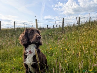 Sprocker dogs - Advert 4