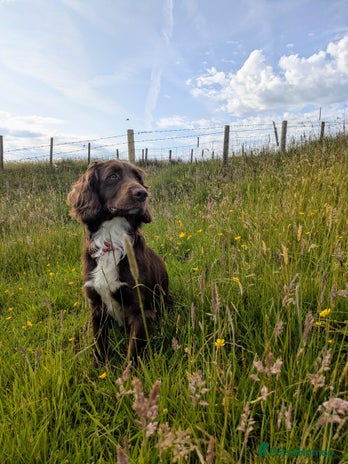 Sprocker dogs - Advert 1