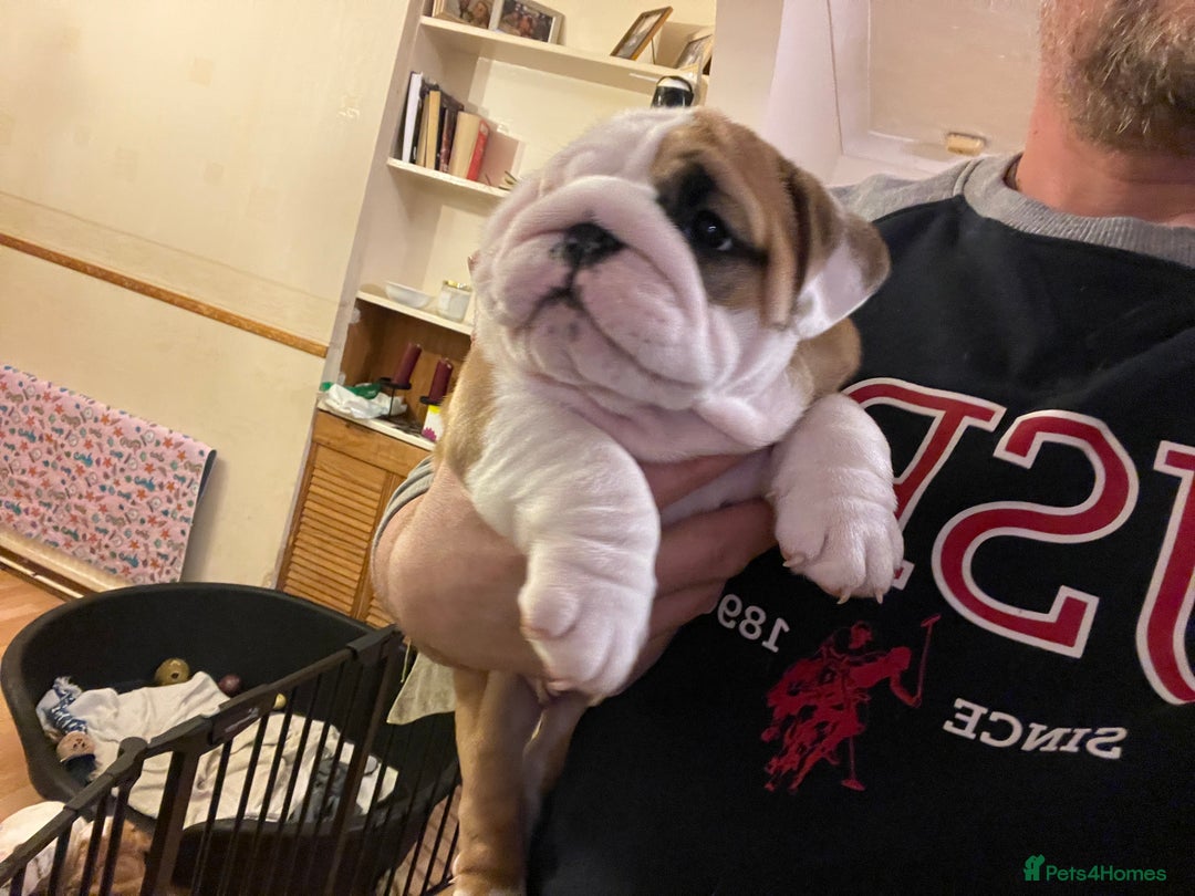 English Bulldog dogs for sale: English bulldogs - Advert 27