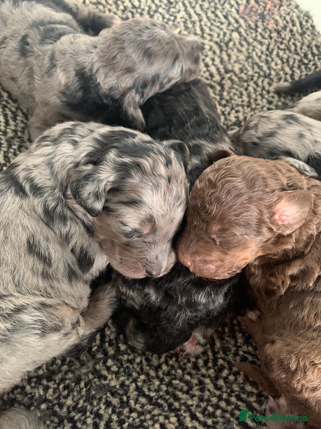 Bernedoodle dogs for sale: Blue Merle/Tri/Blue White Standard Bernedoodle. - Image 1