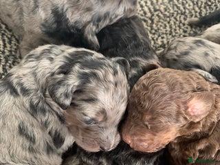 Bernedoodle dogs - Advert 1