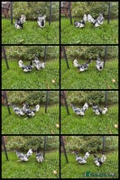 Chickens poultry - Advert 1