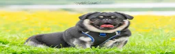 Pug dogs for stud: Black and Tan pug FREDDO 🐸🍫 - Advert 2