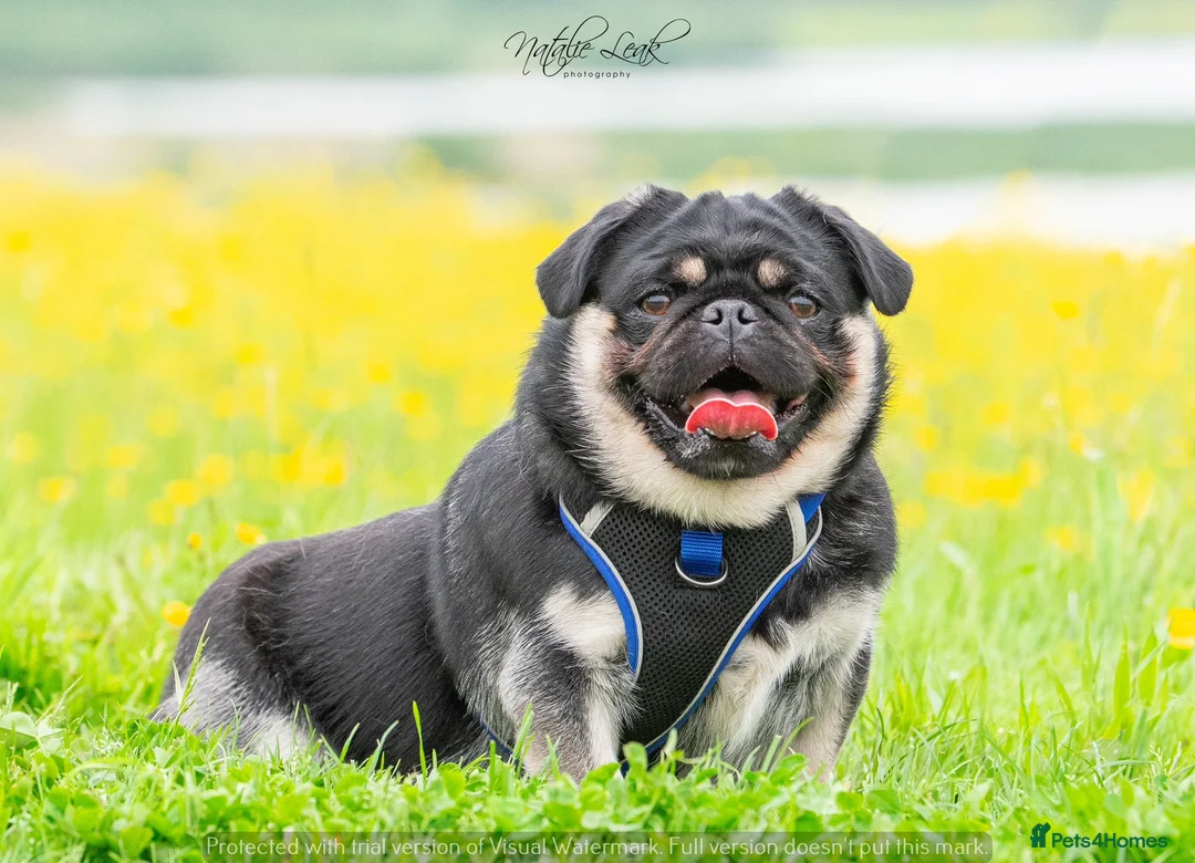 Pug dogs for stud: Black and Tan pug FREDDO 🐸🍫 - Advert 2