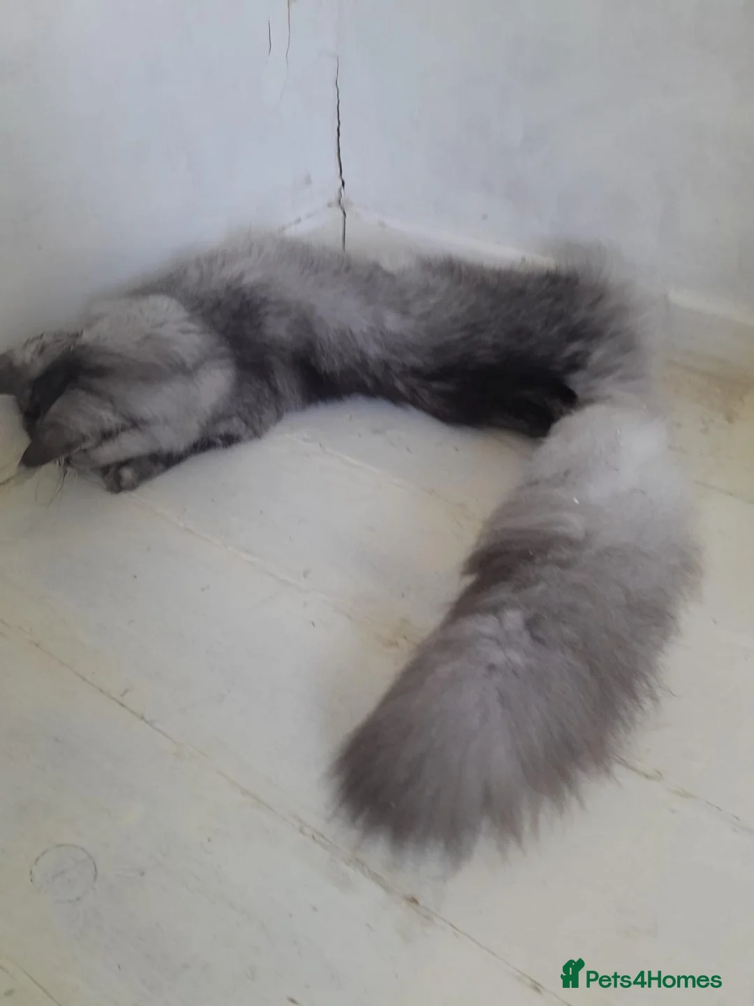 Maine Coon cats for sale: black silver ticked girl ns25 - Advert 13