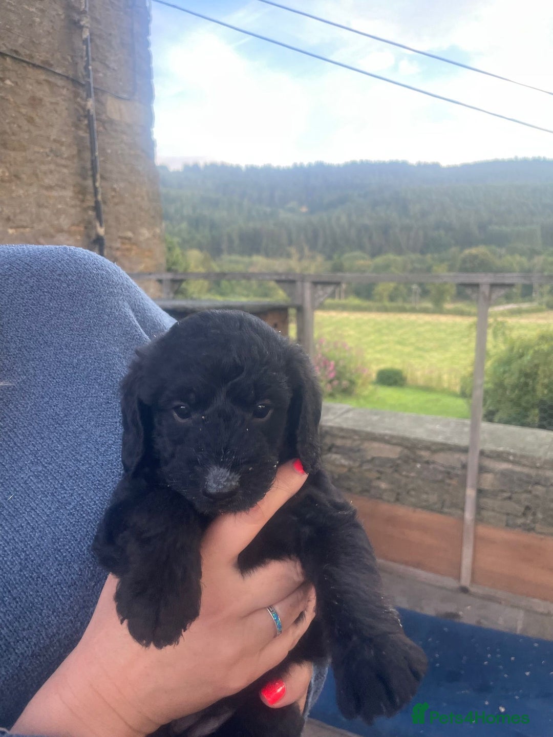 Aussiedoodle dogs for sale: Gorgeous Aussie Doodle Pups - Image 33