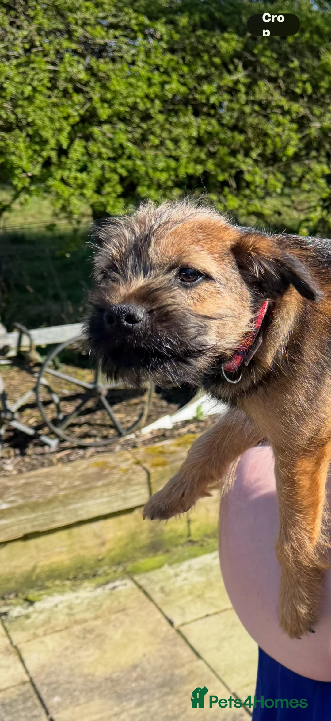 Border Terrier dogs for sale: Border terrier  in Lockerbie - Advert 1