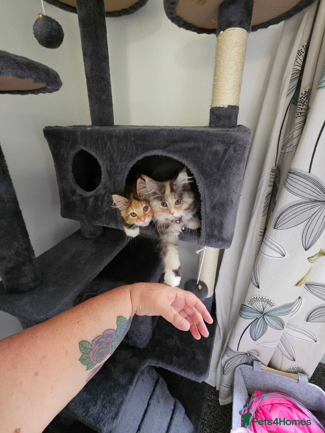 Maine Coon cats for sale: 2 FEMALE MAINECOON KITTENS  - Image 8