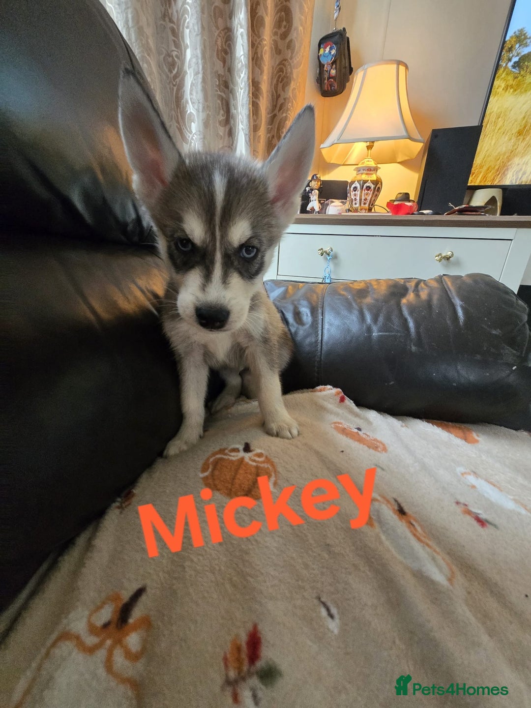 Siberian Husky dogs for sale: BEAUTIFUL SIBERIAN HUSKY PUPPIES WOLF GREY - Image 2