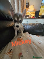 Siberian Husky dogs - Advert 10