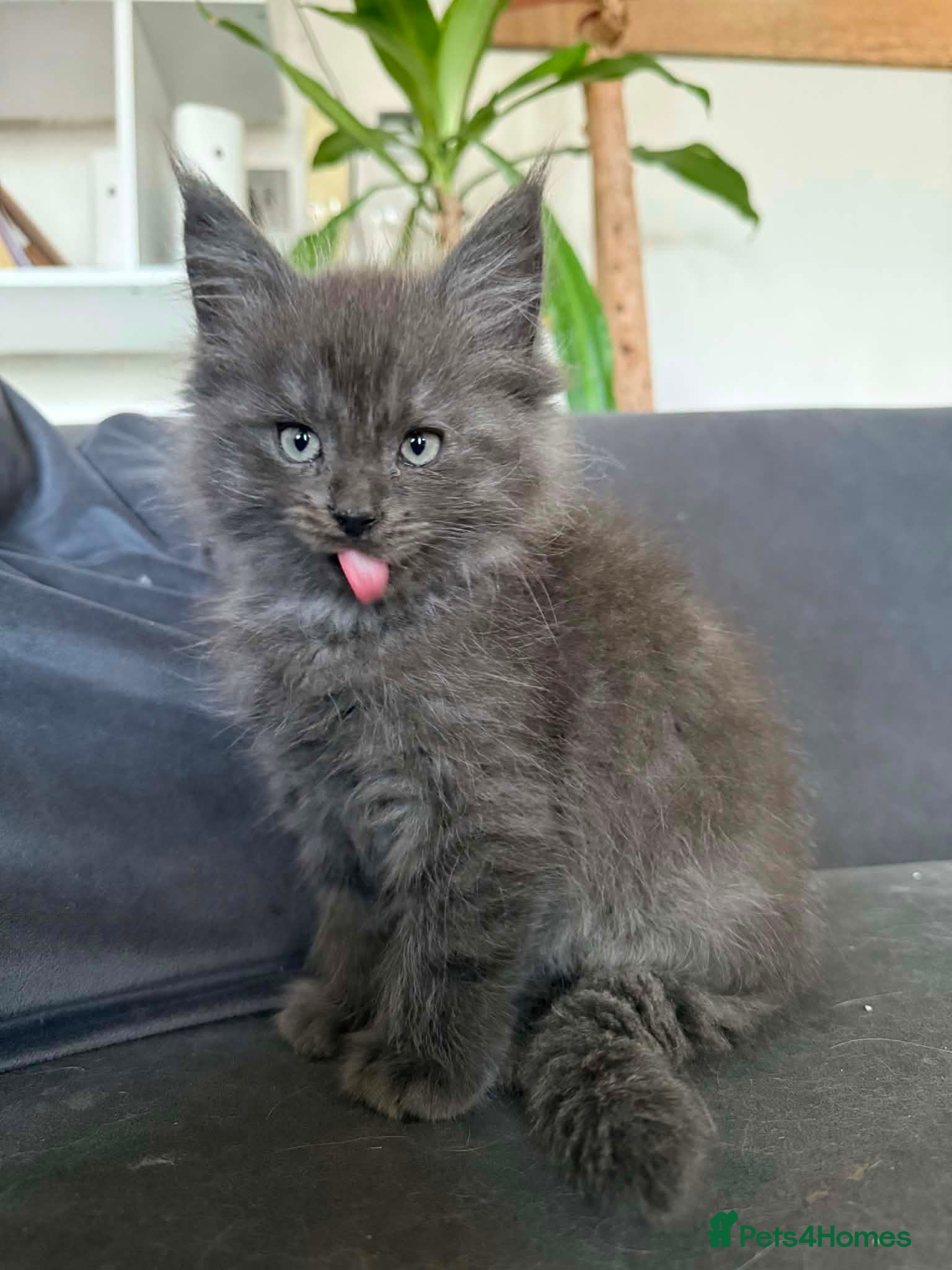 Maine Coon cats Beautiful Mainecoon kittens  - Advert 2