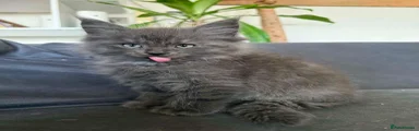 Maine Coon 1