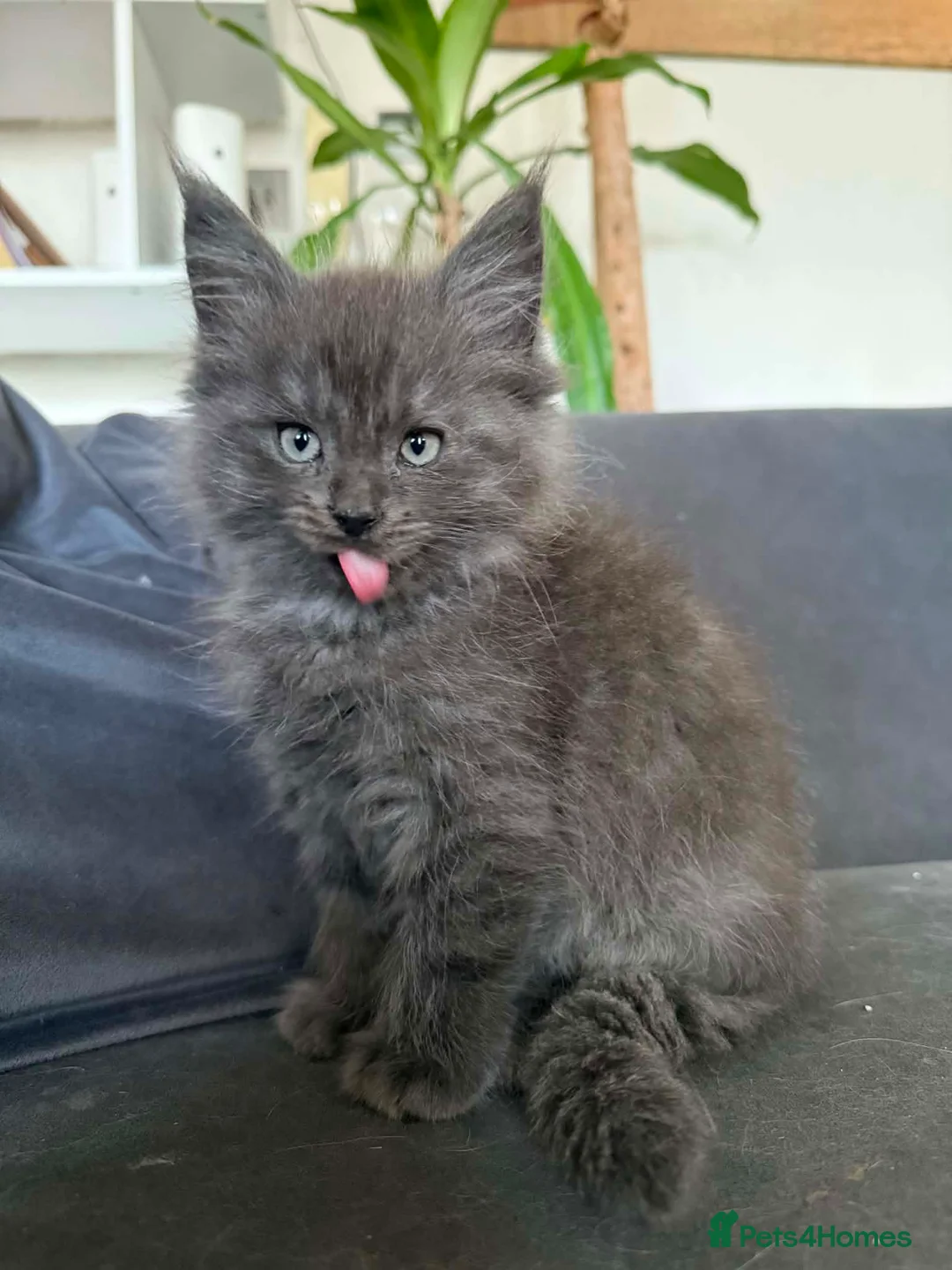 Maine Coon cats for sale: Beautiful Mainecoon kittens  - Advert 1