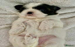 Shih Tzu dogs for sale: Adorable Imperial Shih Tzu Puppies - Advert 20