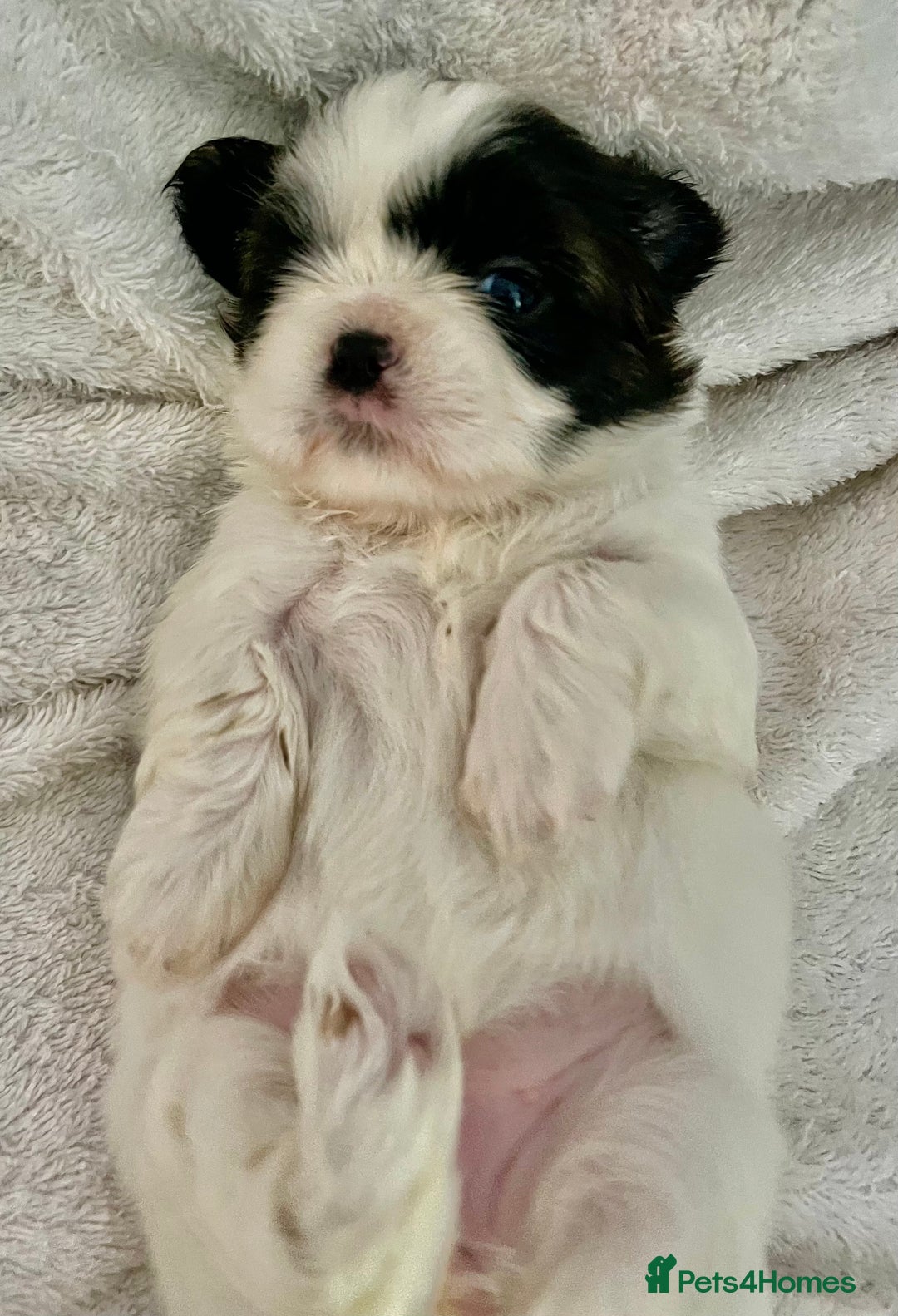 Shih Tzu dogs for sale: Adorable Imperial Shih Tzu Puppies - Advert 20