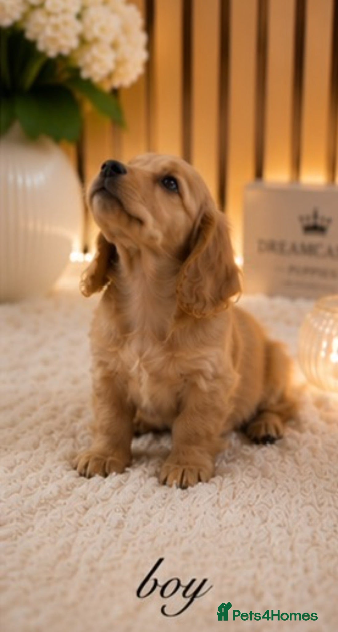 Miniature Dachshund dogs Ready to leave Kc long coat puppies  - Advert 2