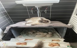 Ragdoll cats for sale: Stunning Bluepoint Ragdoll kittens!  - Image 7