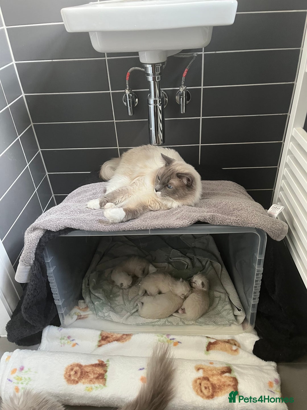 Ragdoll cats for sale: Stunning Bluepoint Ragdoll kittens!  - Image 7