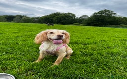 Cocker Spaniel dogs for sale: Working Cocker Spaniel Puppies - Image 7