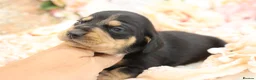 Miniature Dachshund dogs for sale: KC Miniature Dachshund Puppies - Advert 4