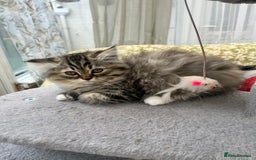 Persian cats for sale: 2 gorgeous Persian kits - Image 4