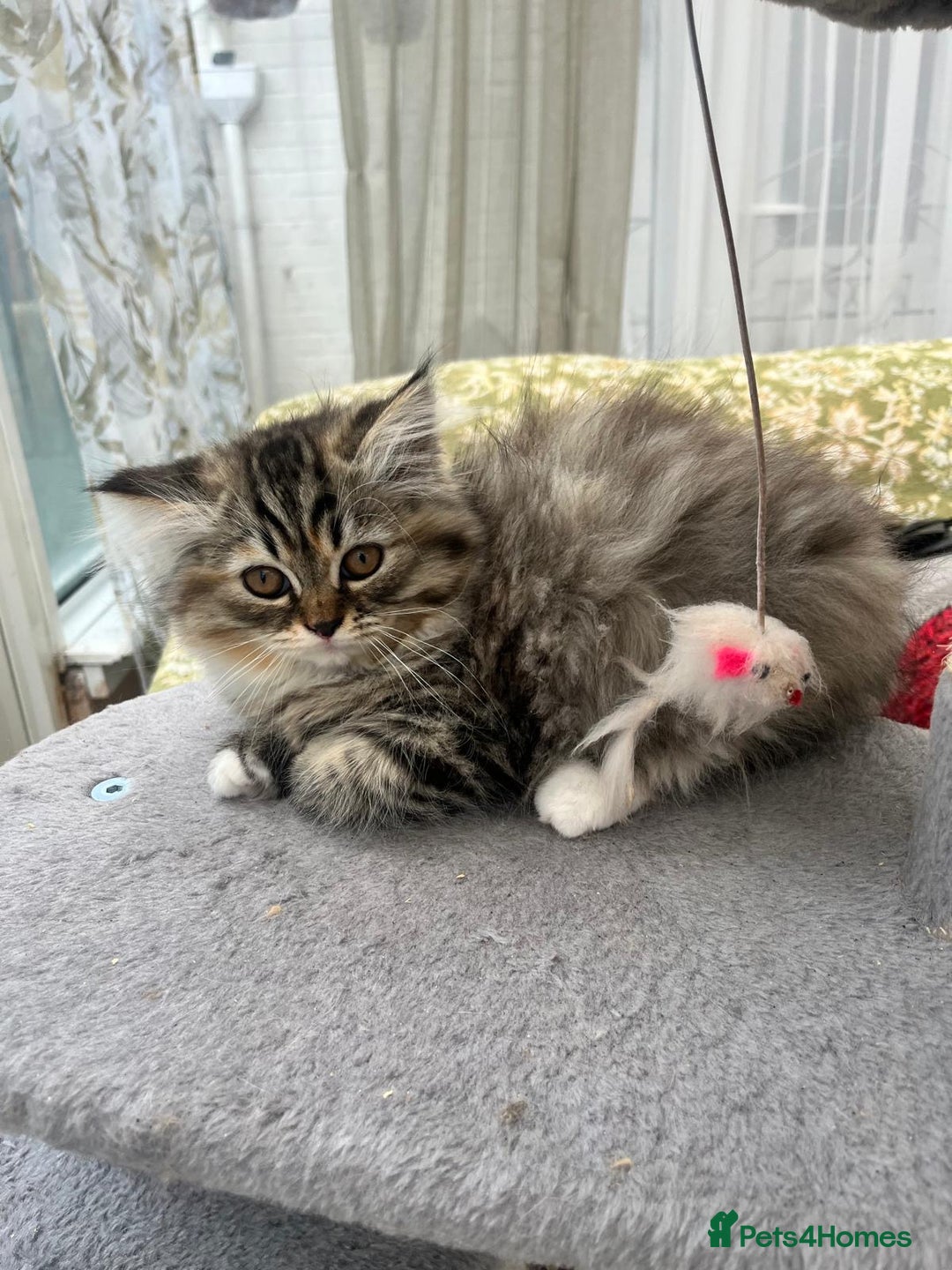 Persian cats for sale: 2 gorgeous Persian kits - Image 4