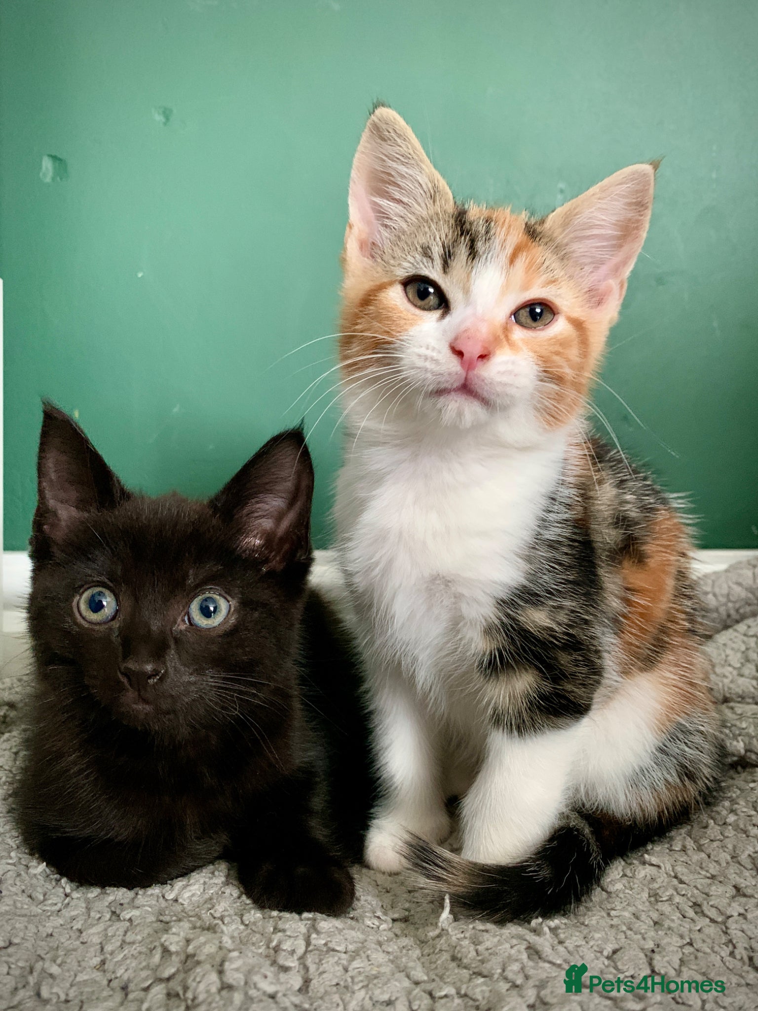 Mixed Breed cats Ragdoll mix mother - Advert 15