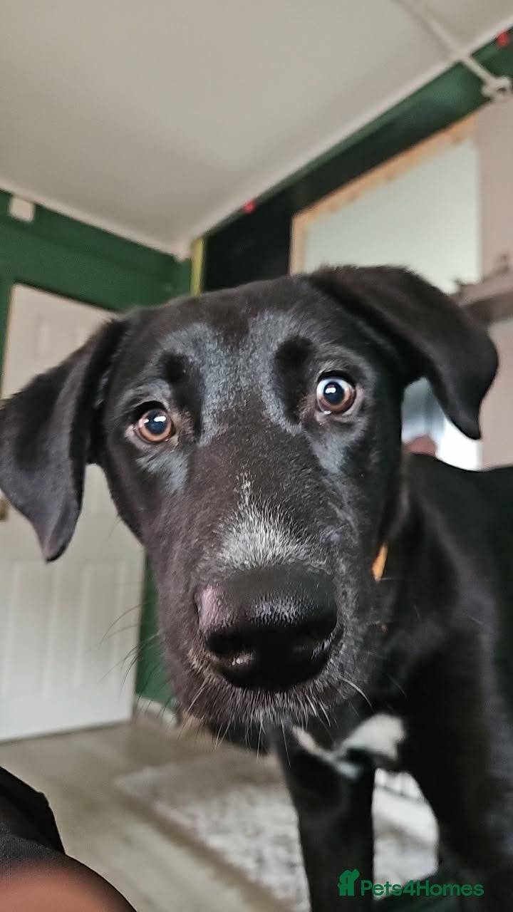 Mixed Breed dogs 7 month old girl  - Advert 7