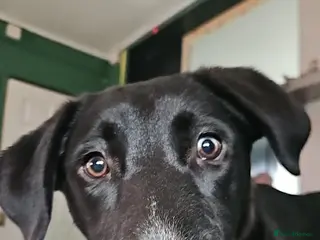 Mixed Breed dogs 7 month old girl - Advert 10