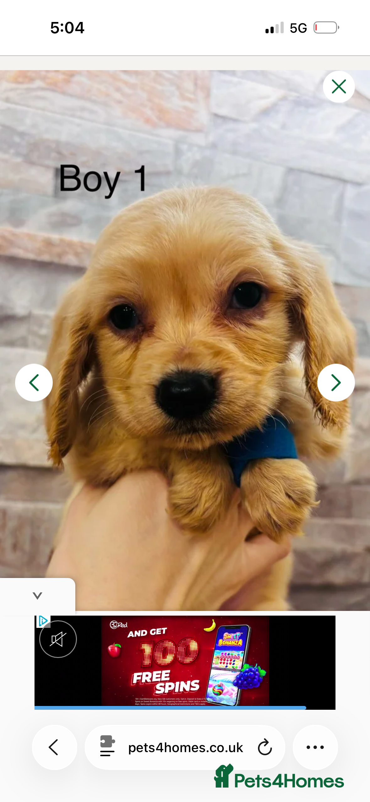 Cockapoo dogs adorable cockapoo puppies  - Advert 13