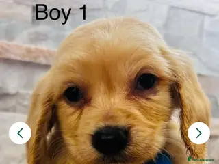 Cockapoo dogs adorable cockapoo puppies - Advert 13