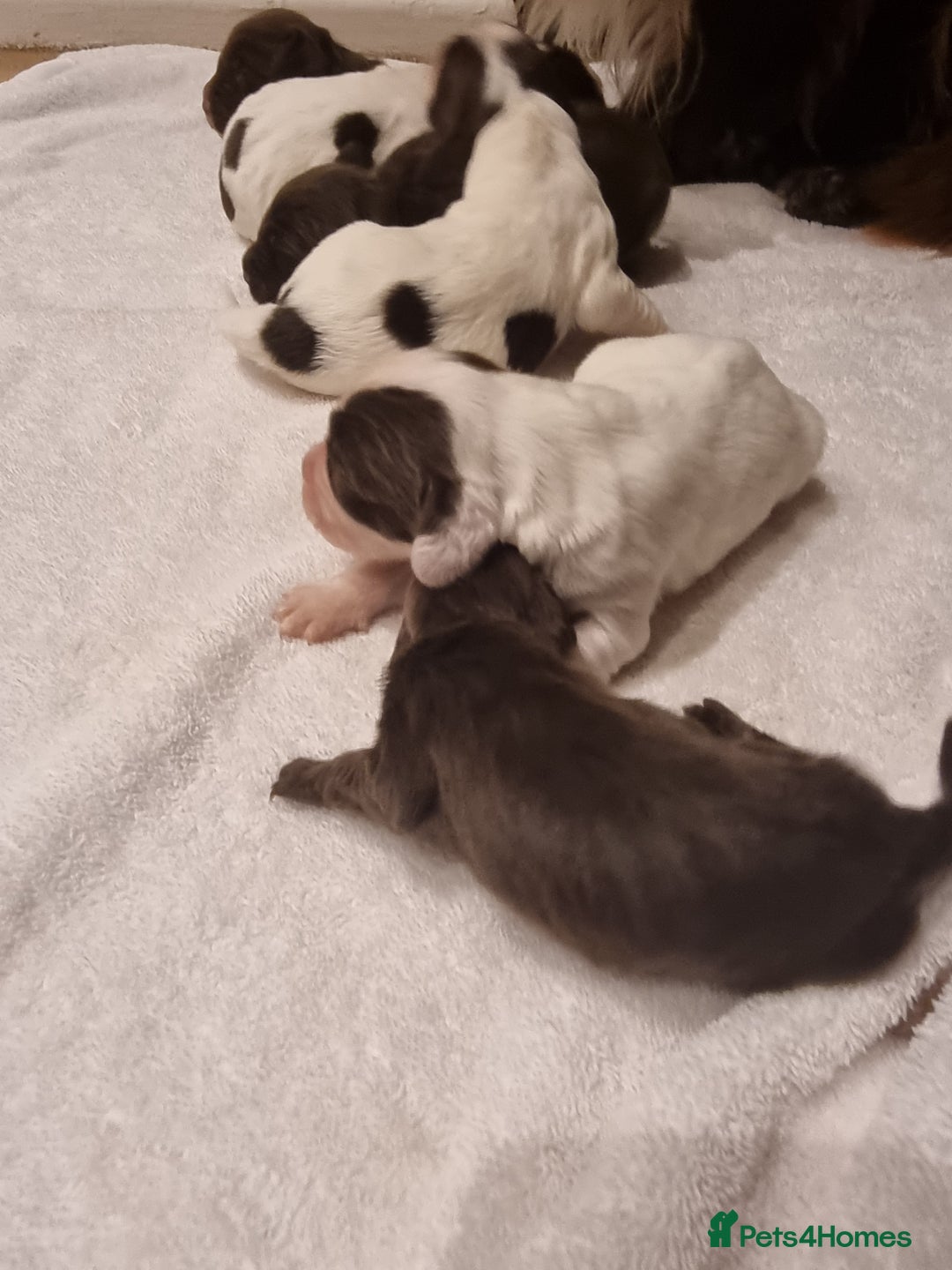 Sprocker dogs for sale: 6 gorgeous sprocket puppies  - Advert 9