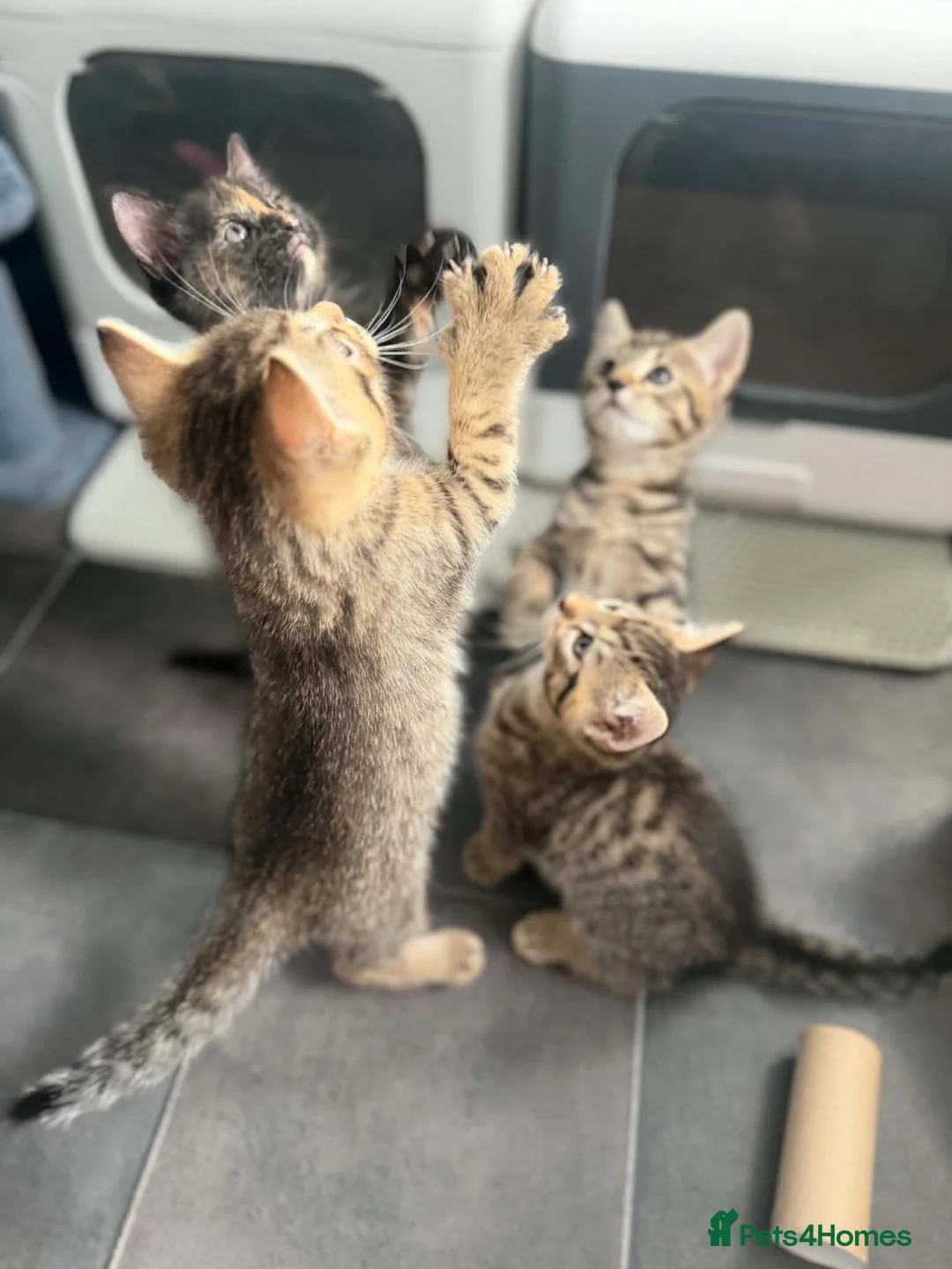 Mixed Breed cats for sale: 4 beautiful bengal mix kitten - Advert 1