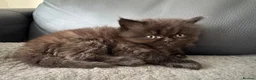 Mixed Breed cats for sale: Persian Maine Coone Kittens 6 Weeks Old in Harrow - Advert 5