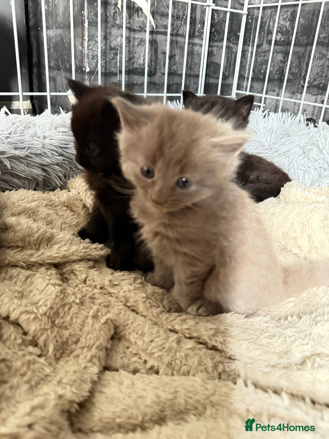 Mixed Breed cats for sale: 5 kittens  - Advert 6