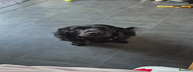 Lili