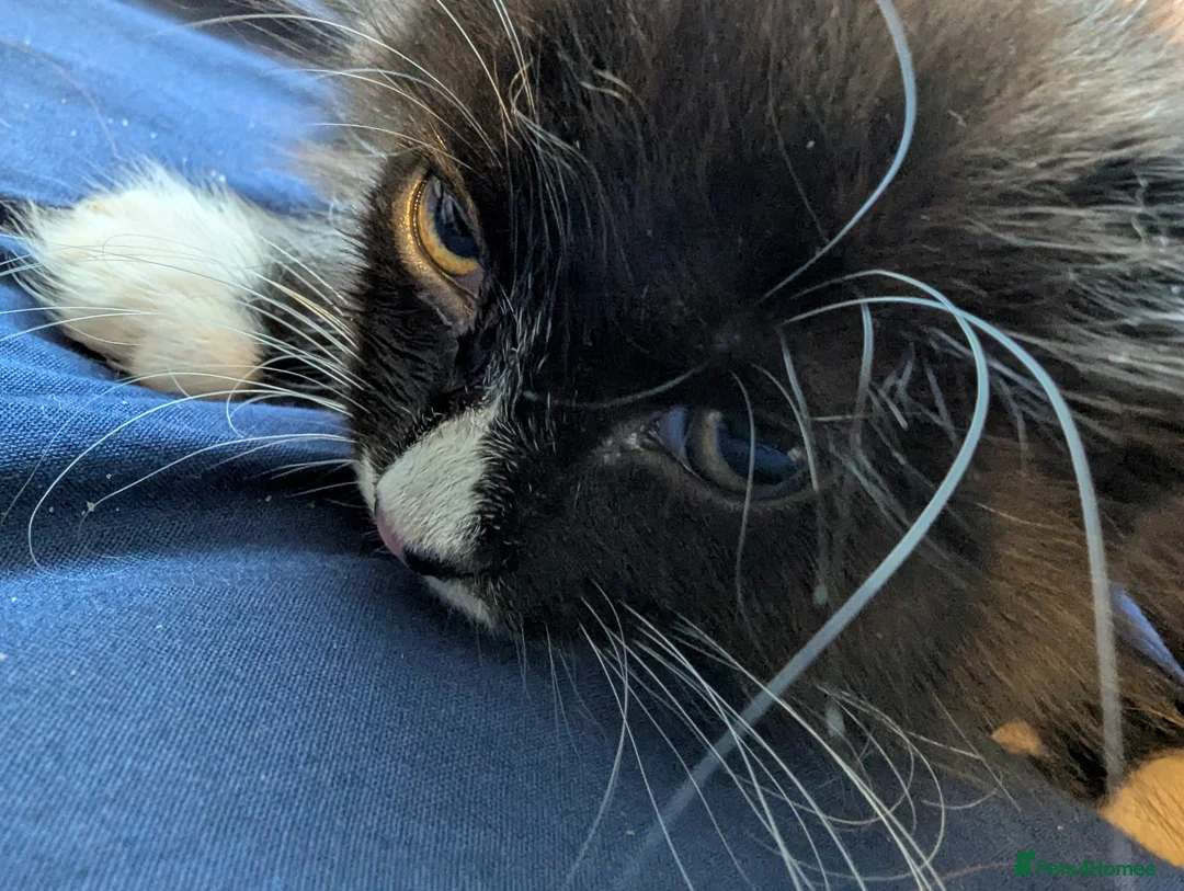 Mixed Breed cats for sale: Adorable fluffy kitten last in litter - Advert 5