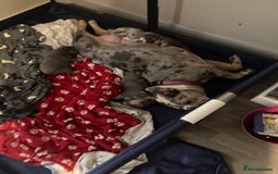 Old Tyme Bulldog dogs for sale: New English bulldogs available  - Image 12