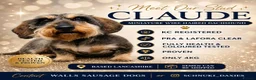 Miniature Dachshund dogs for sale: Silky Wire Haired Miniature Dachshunds  - Advert 6