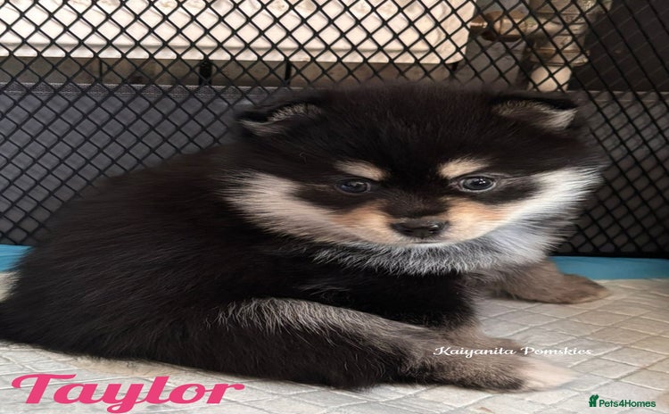 Pomsky dogs - Advert 1