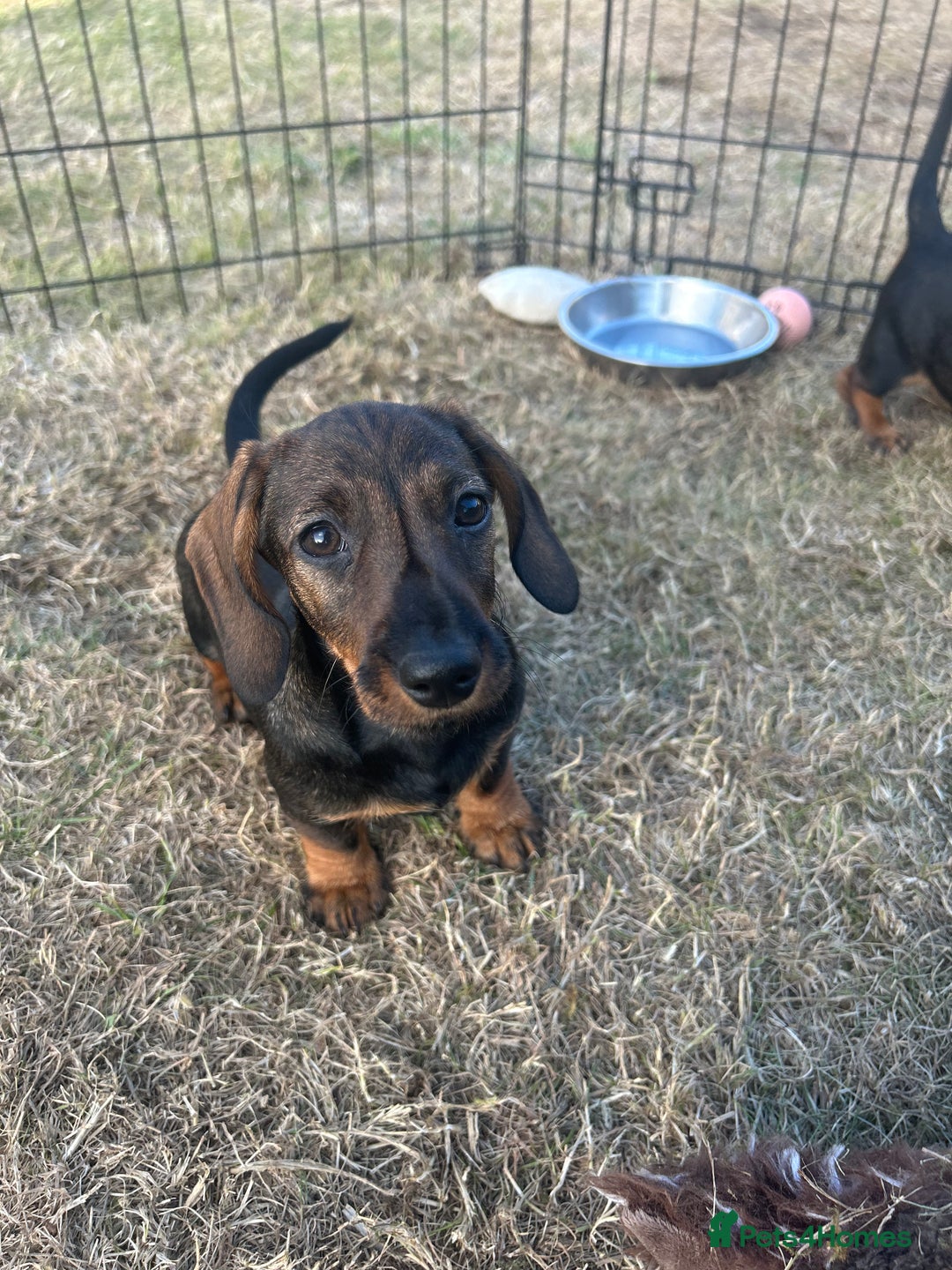 Miniature Dachshund dogs for sale: Miniature Wire Haired Dachshund Puppies - Image 11
