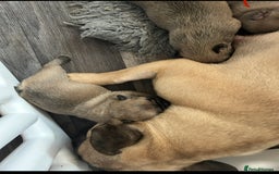 French Bulldog dogs for sale: French bulldog pups  - Advert 19