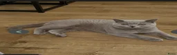 British Shorthair cats for sale: 🐾 British Shorthair Looking for Their Homes 🐾 - Advert 25