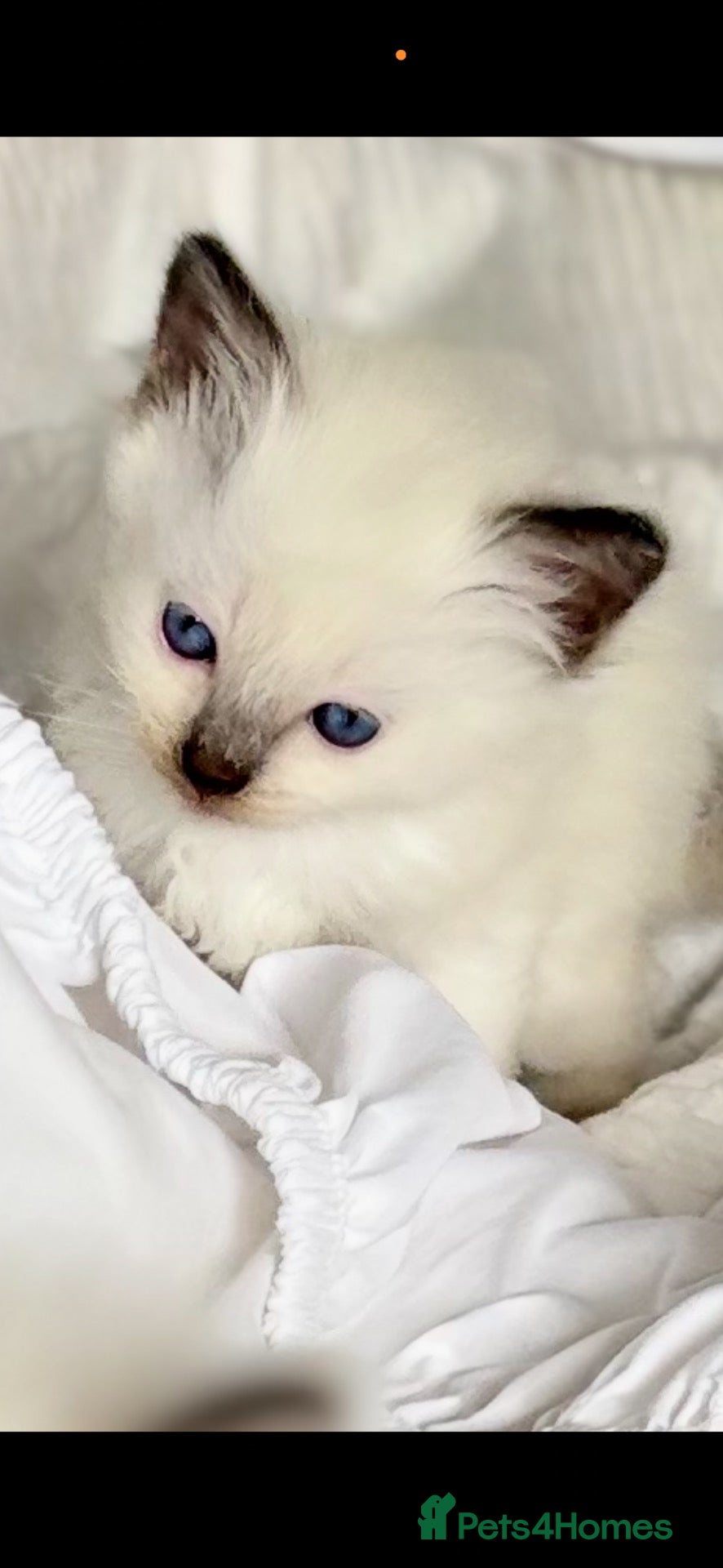 Ragdoll cats 🌸 Stunning GCCF Babies 🌸 - Advert 2