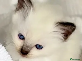 Ragdoll cats 🌸 Stunning GCCF Babies 🌸 - Advert 2