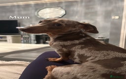 Miniature Dachshund dogs for sale: Miniature dachshunds  - Image 10