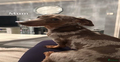 Miniature Dachshund dogs - Advert 2