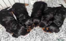 Cavalier King Charles Spaniel dogs for sale: KC REGISTERED GORGEOUS BLACK & TAN PUPPYS  - Image 4