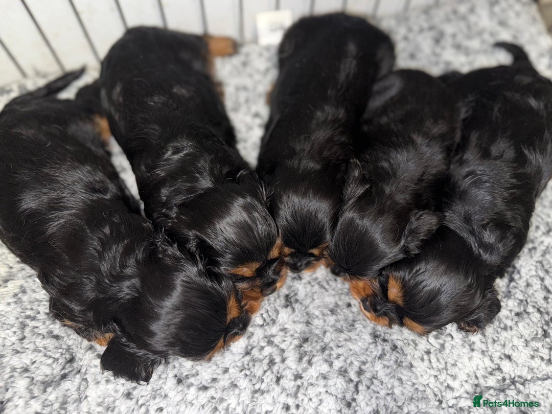 Cavalier King Charles Spaniel dogs for sale: KC REGISTERED GORGEOUS BLACK & TAN PUPPYS  - Image 4