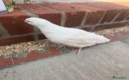 Quail poultry for sale: White Quail - Healthy & Active - Image 5